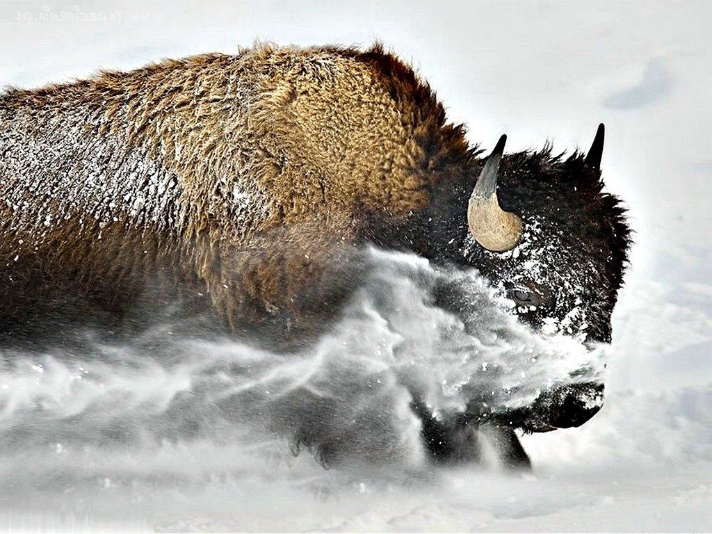 168216_bizon_zawieja